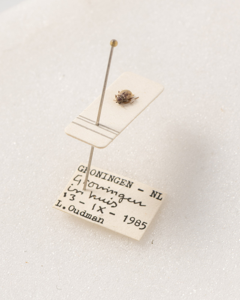 Kever van boekenwurm