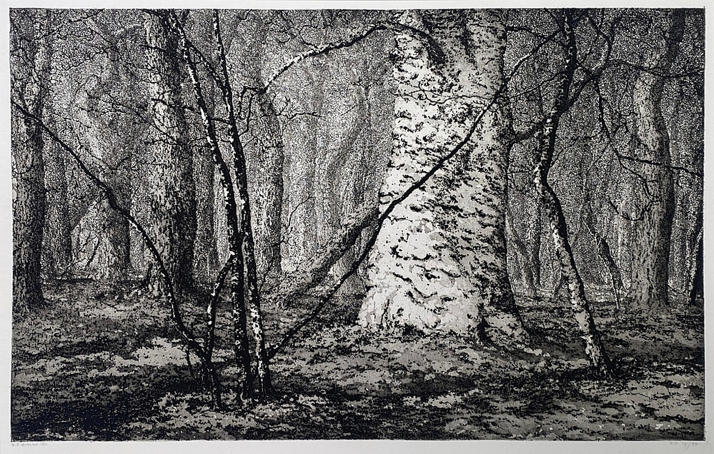 Beuk temidden van eiken