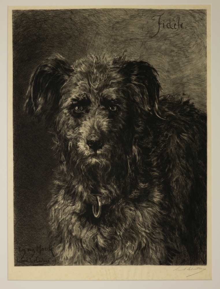 Portret van een hond.