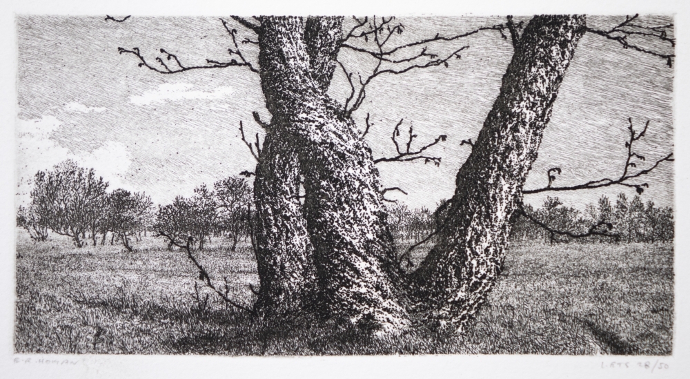 drie bomen in het veld