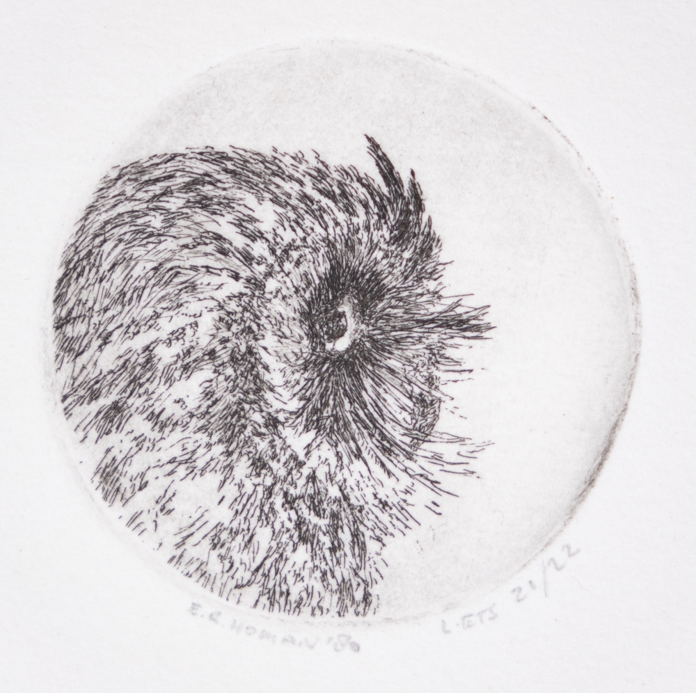 Portret velduil (zij)