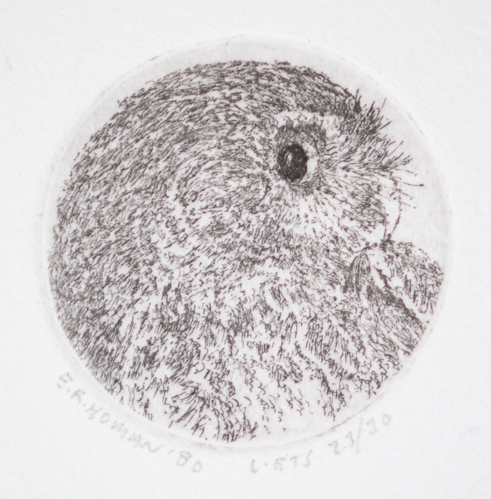 Portret steenuil (zij)