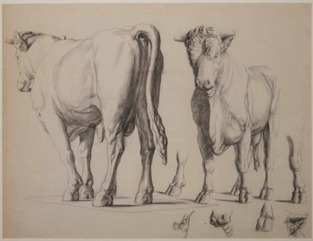 Studies van een stier.