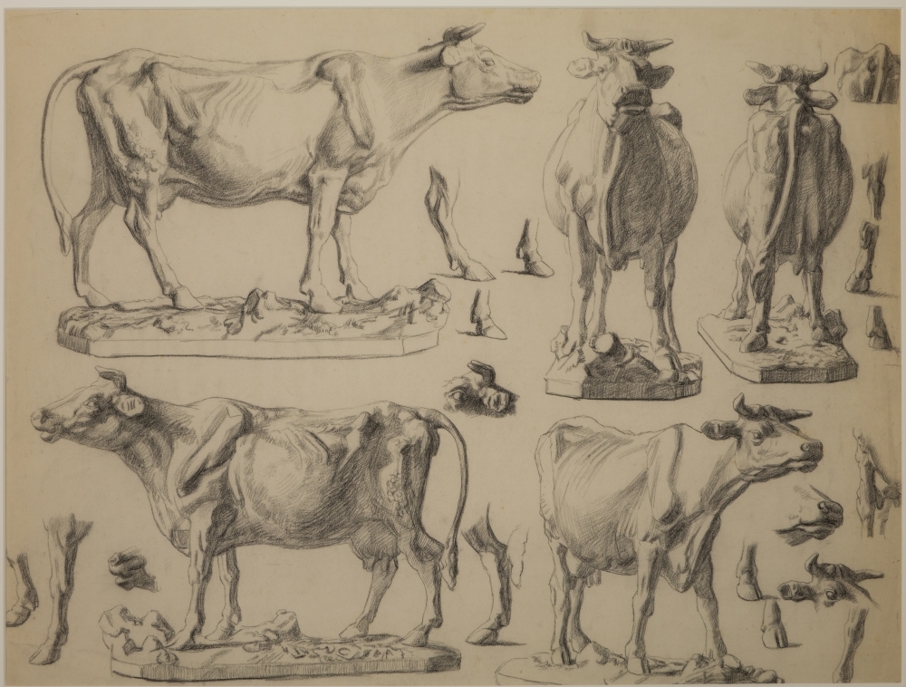 Studies van een koe.