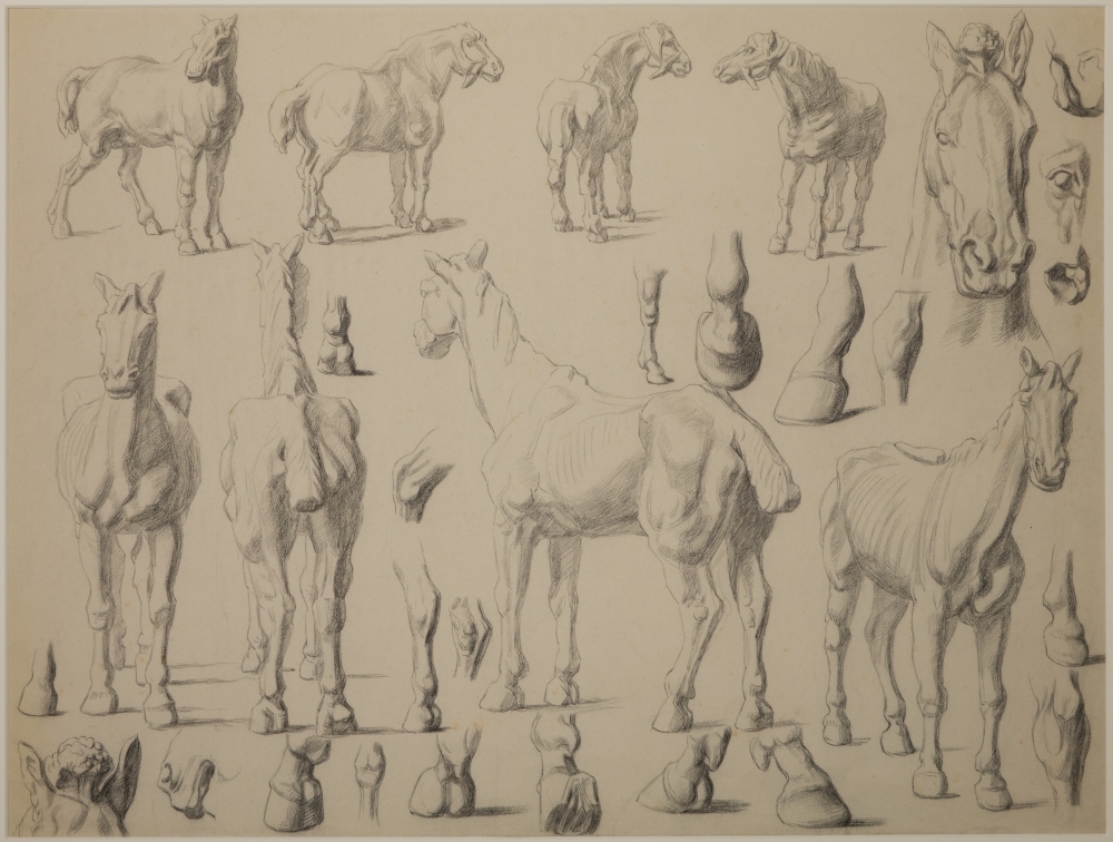 Studies van een paard.