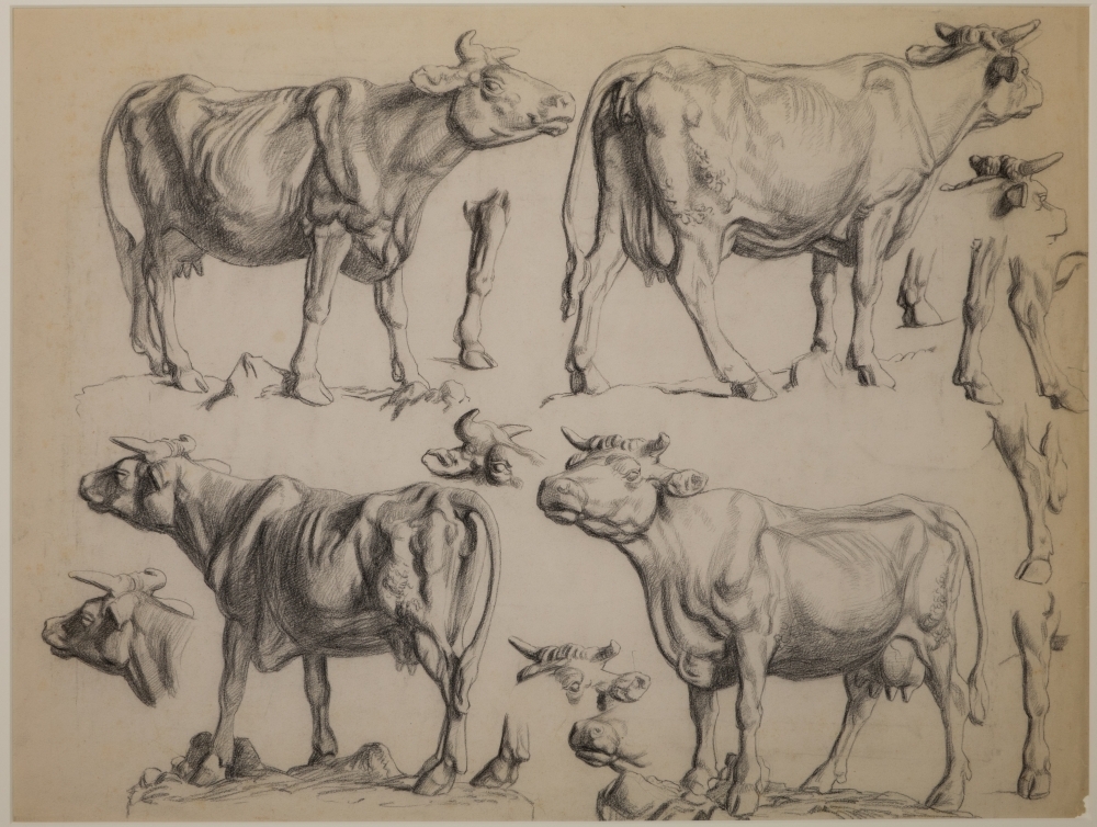 Studies van een koe.