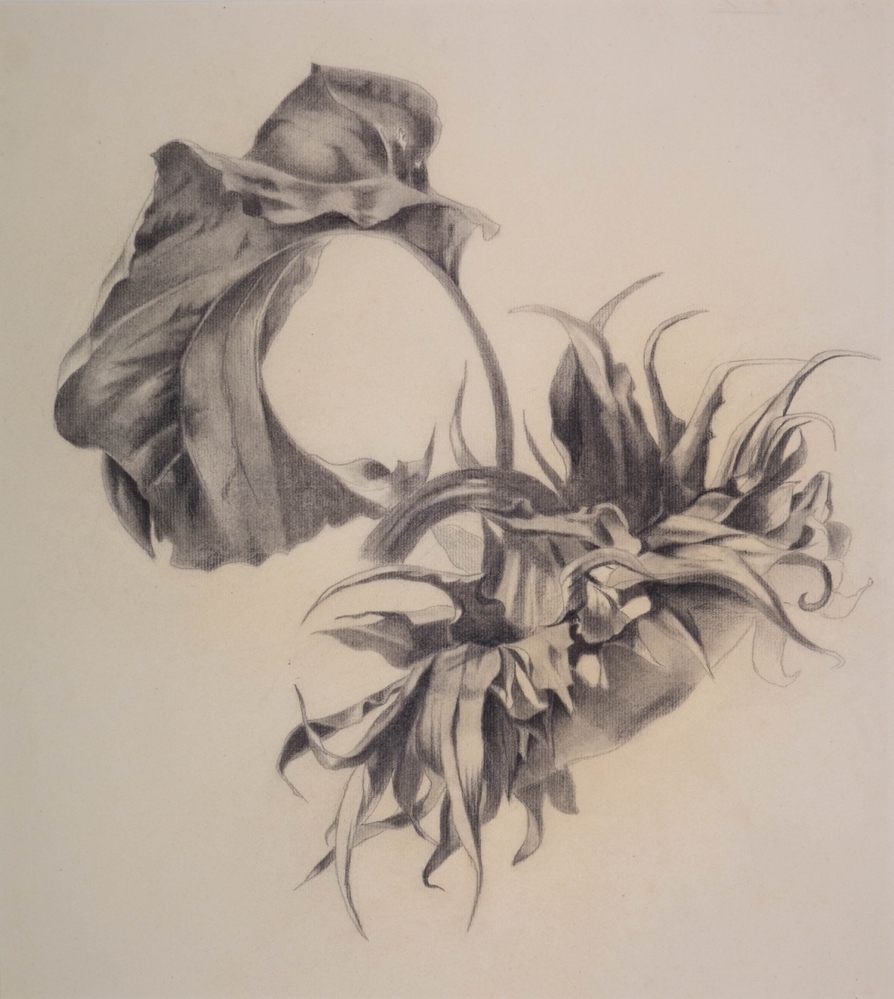 Zonnebloem met blad.