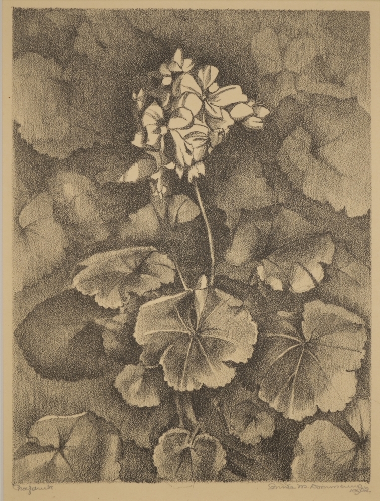 Geranium (Pelargonium).