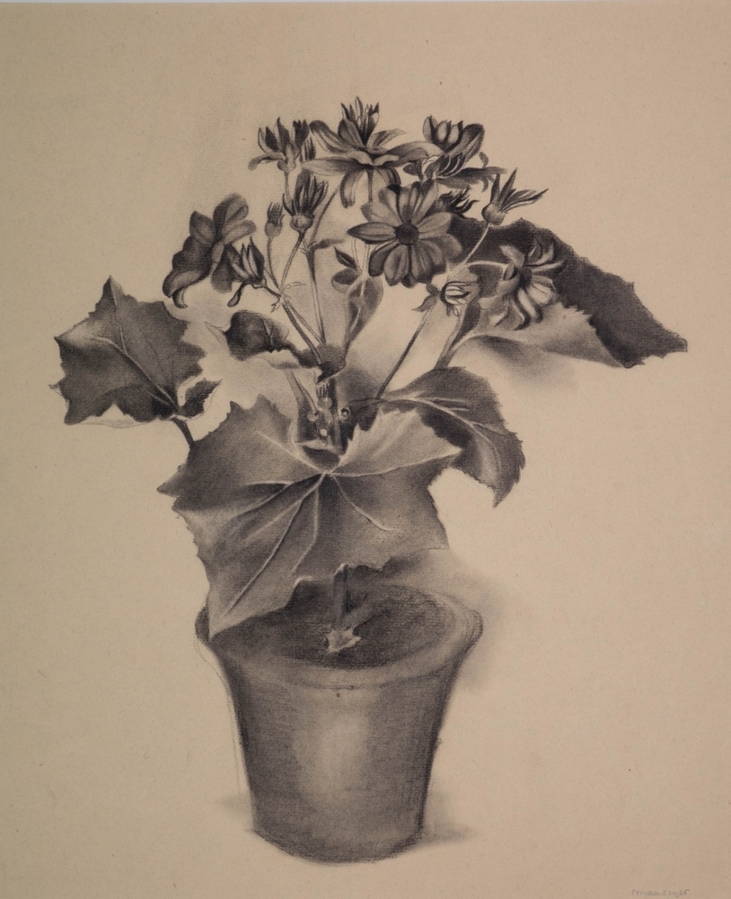 Pot met bloeiende Cineraria.