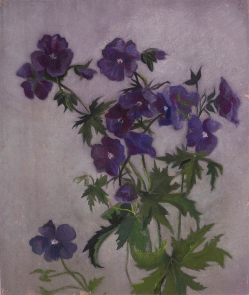 Blauwe bloemen (donkere ooievaarsbek?).