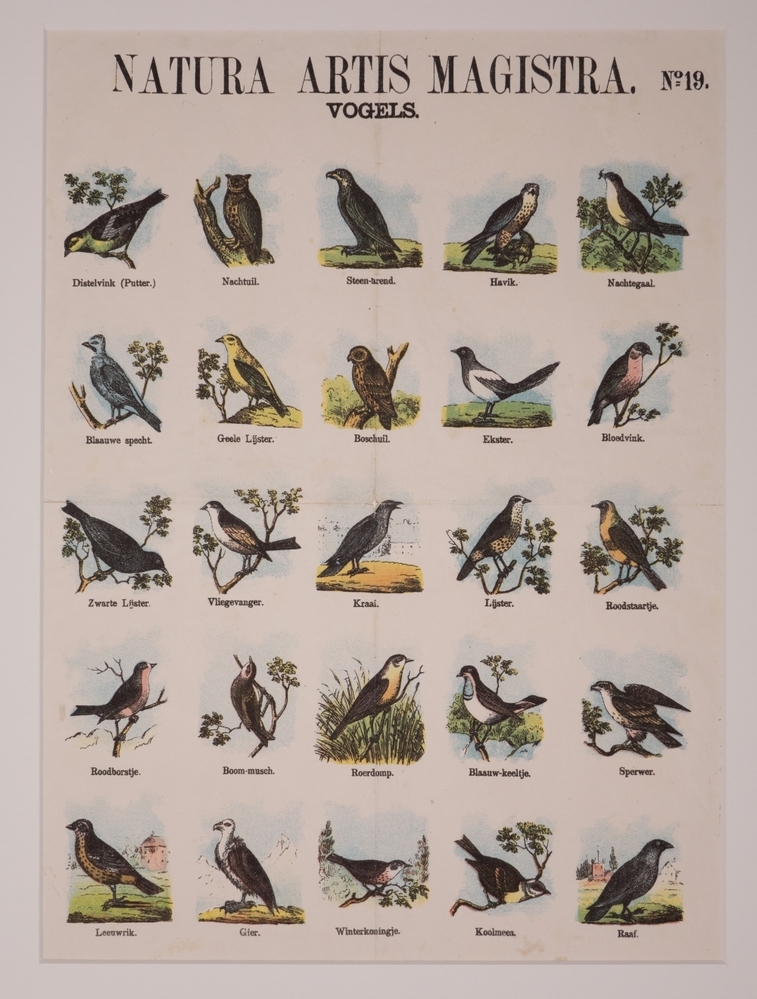 NATURA ARTIS MAGISTRA. No. 19. VOGELS.