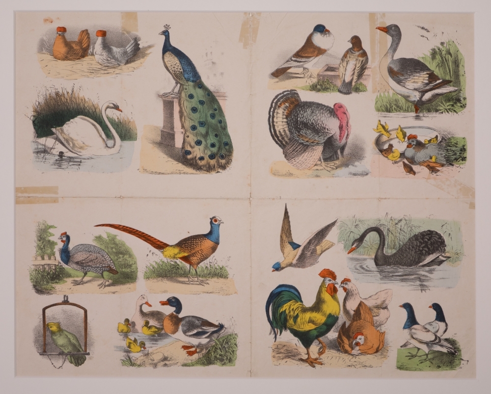 Zonder titel. Kippen, hoenders, zwaan, pauw etc.