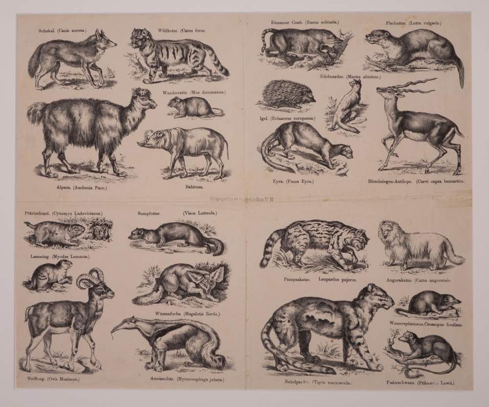Zonder titel. 22 afbeldingen van dieren.