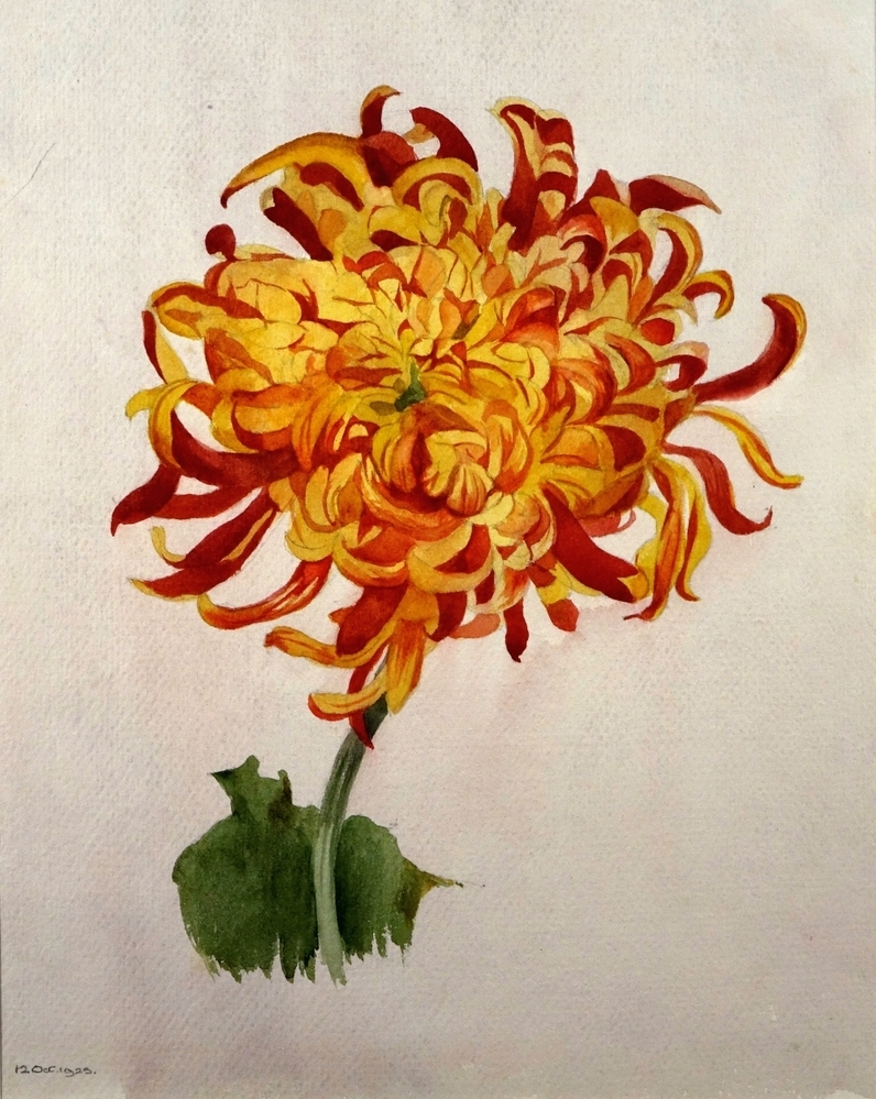 Chrysanth.