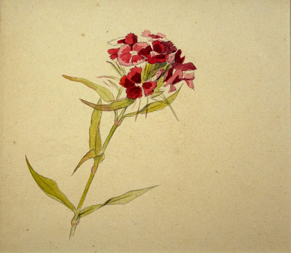 Duizendschoon ( Dyanthus barbatus).