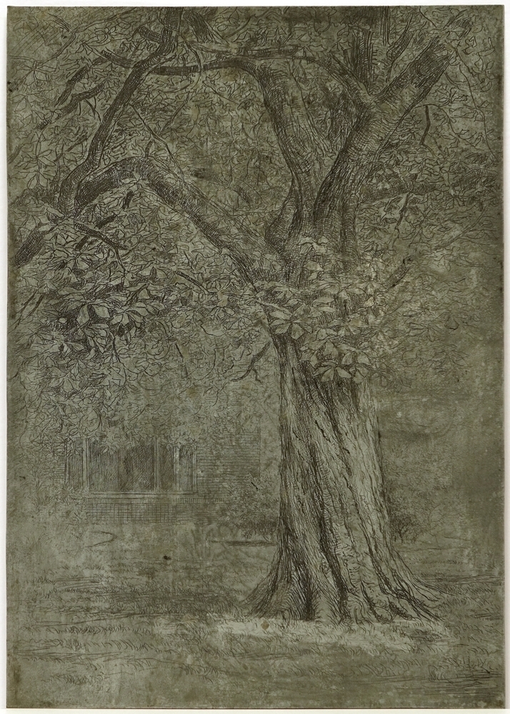 Etsplaat met kastanjeboom te Waterhuizen.