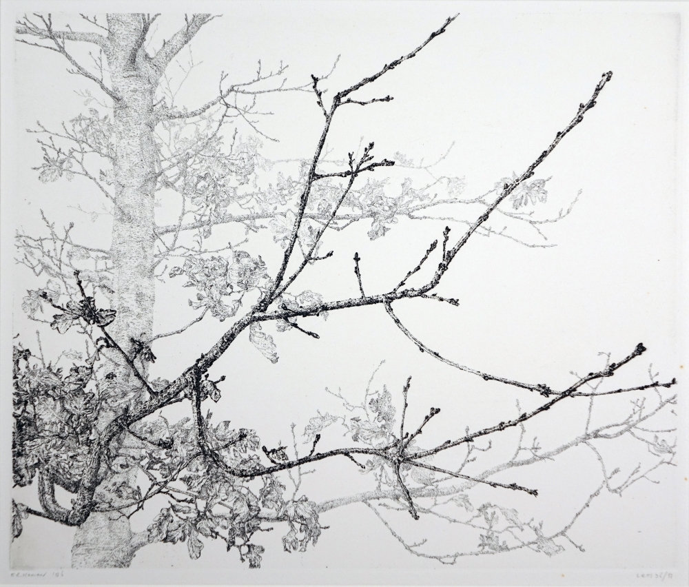 Eikeboom ("Jonge eik").