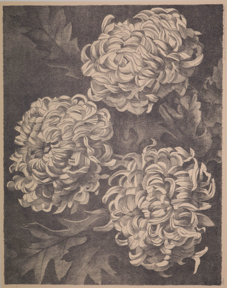 Chrysanten.