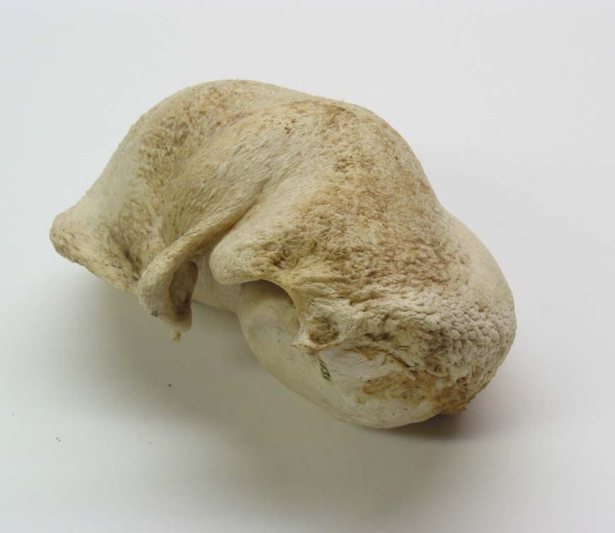 Gehoorbeen van een walvis