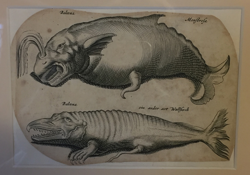 Twee walvissen, gravure