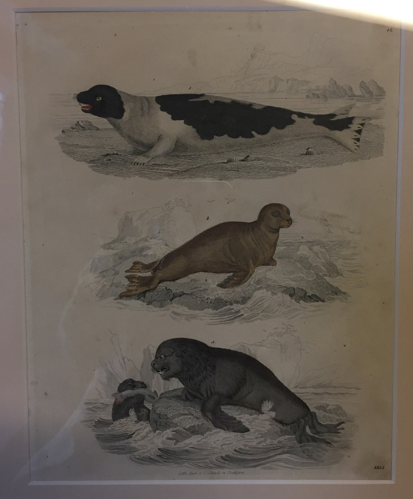 Drie robben, lithografie door Anst. v. C. Schach, 1843