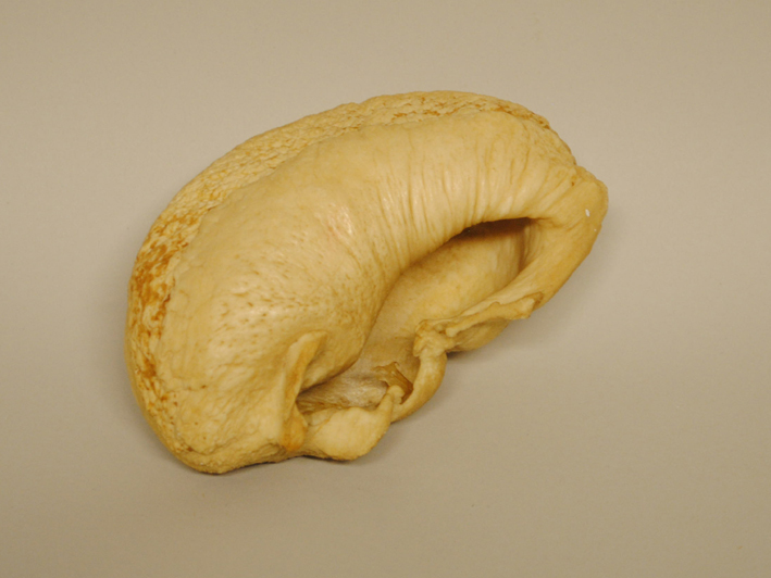 Gehoorbeen van een walvis