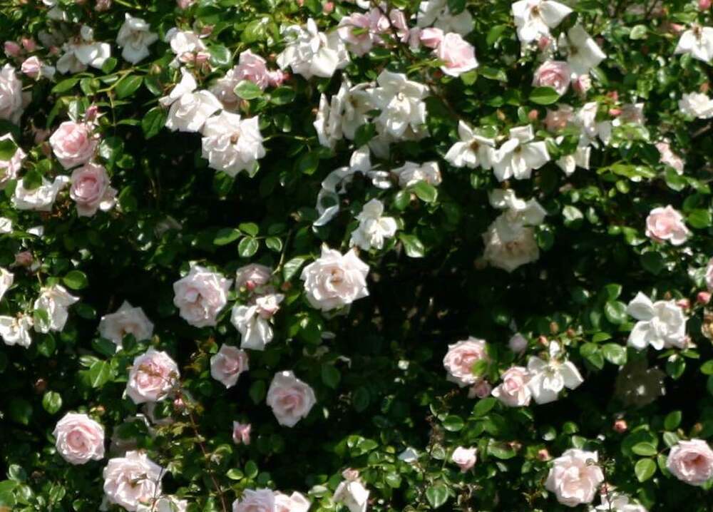 Rosa 'New Dawn' (klimroos 'New Dawn')