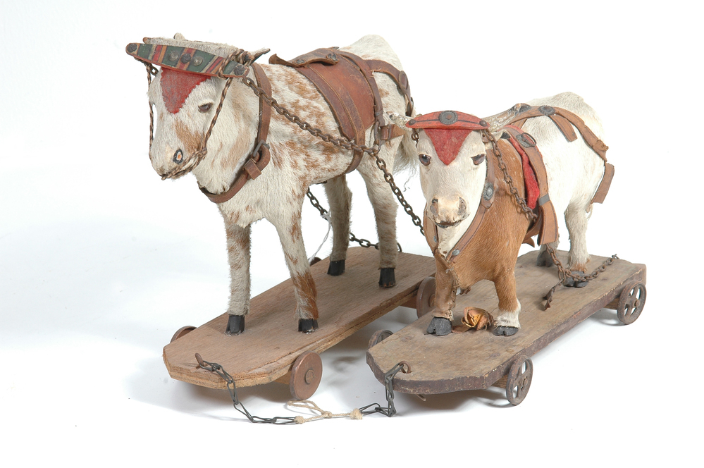 ossen  tweespan, Ossen