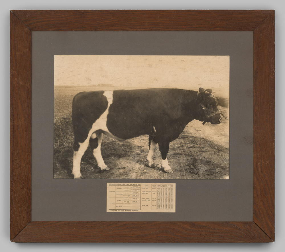 Foto, ingelijst, achter glas, voorstellende een stier.