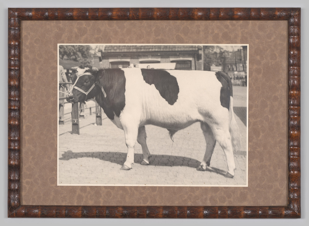 foto in lijst: stier bij veemarkt