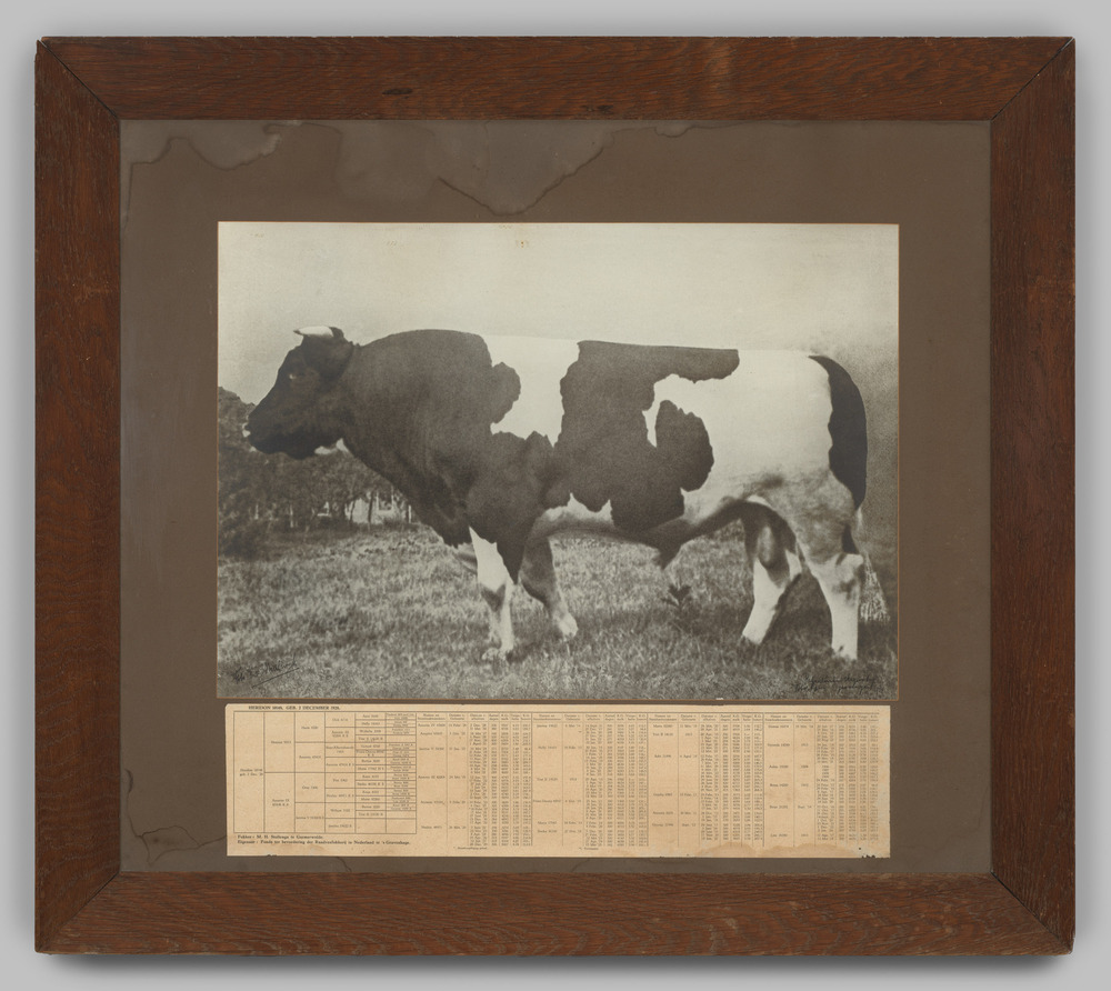 Foto van stier met toelichtende tabel