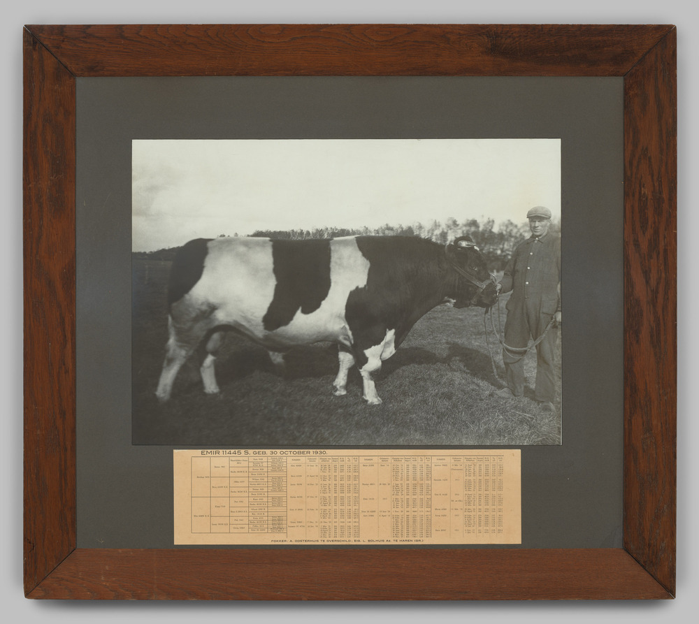 Foto van een man en een stier; voorzien van toelichtende tabel