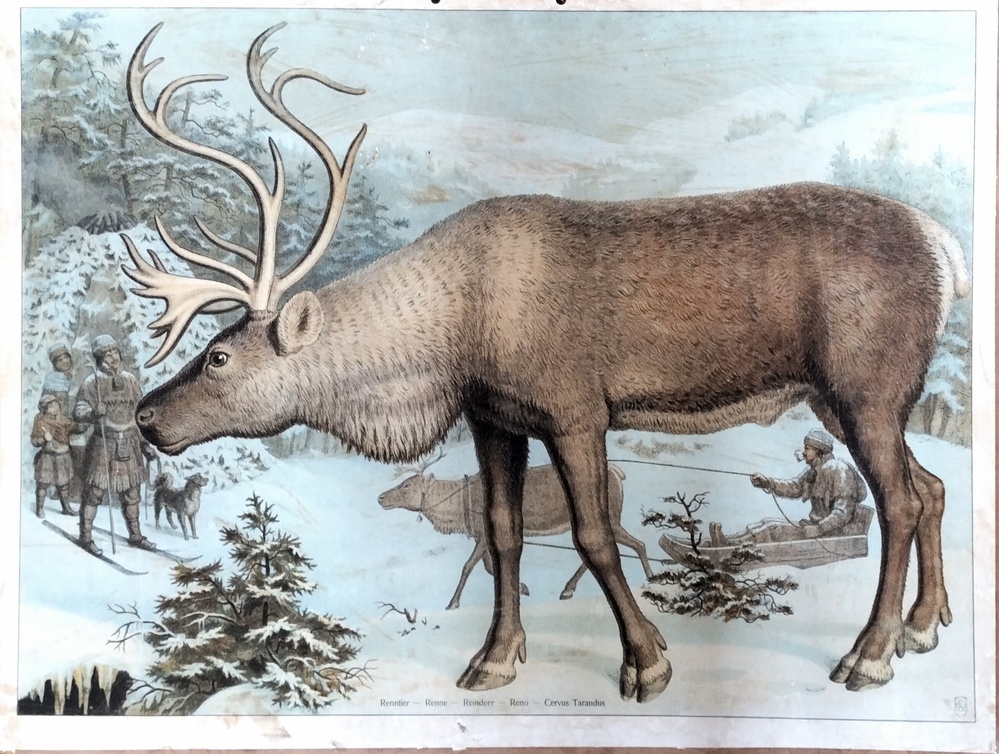 Schoolplaat van een rendier, 1878.