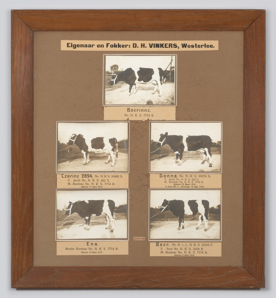 Lijst met foto's van vijf runderen