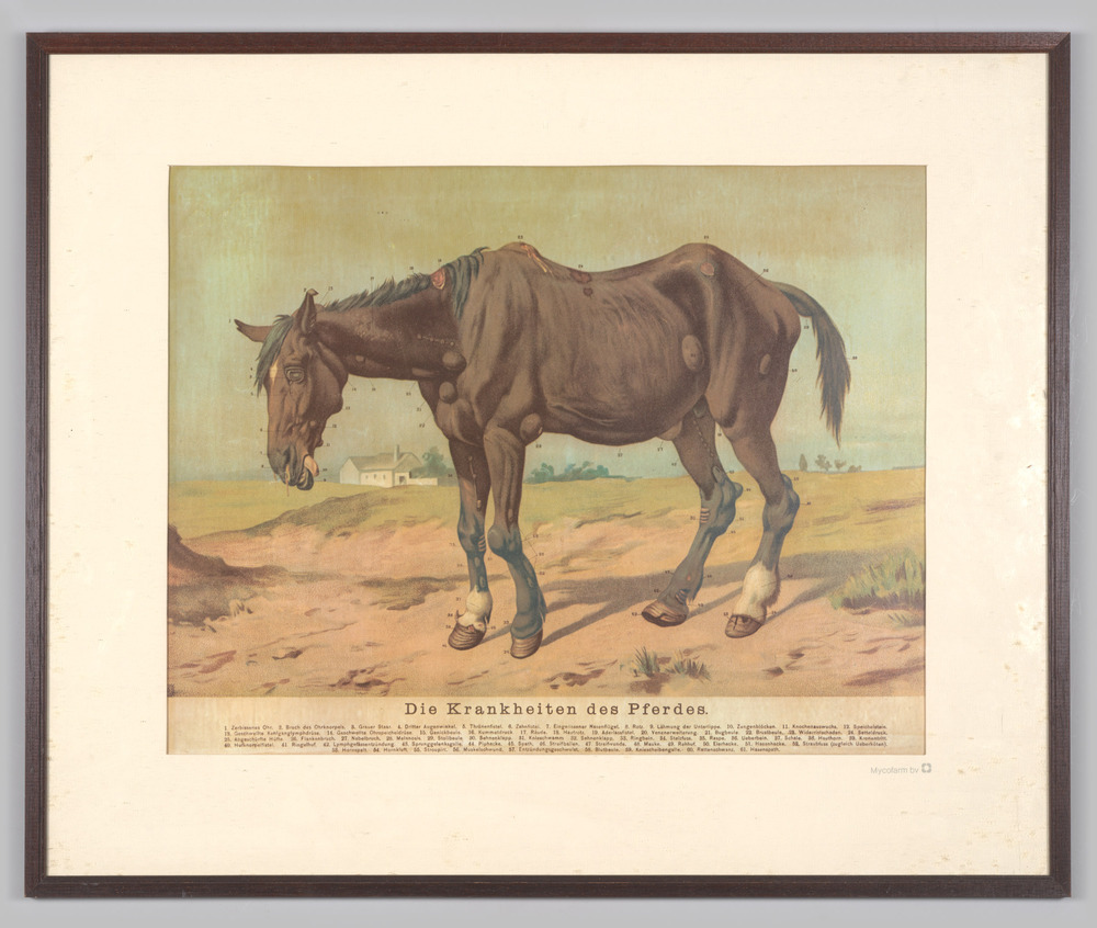 Reproductie "Die Krankheiten des Pferdes", ingelijst, achter glas