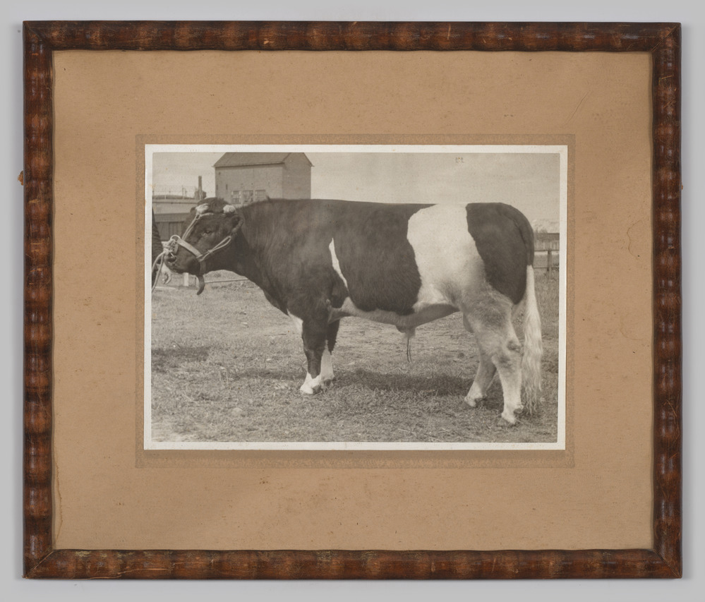 foto in lijst: stier