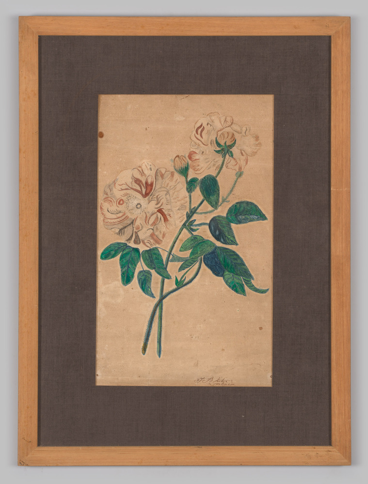 Kleurentekening, ingelijst, achter glas, voorstellende rozen