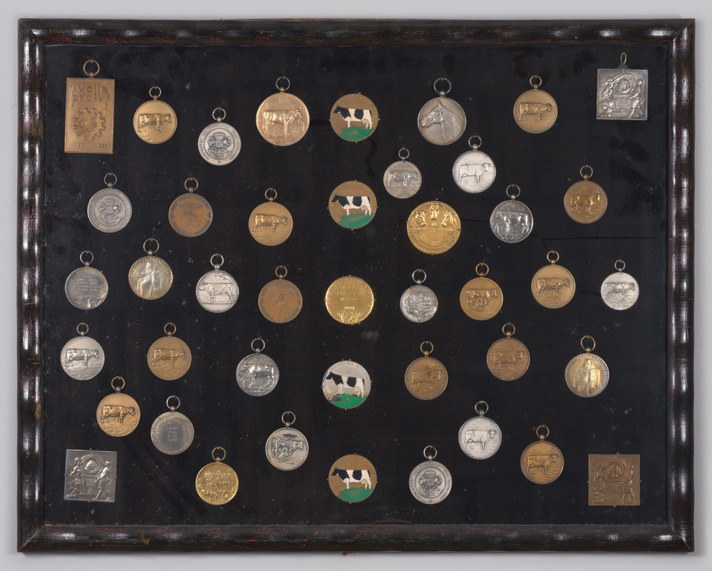 Medailles in lijst betreffende koeien