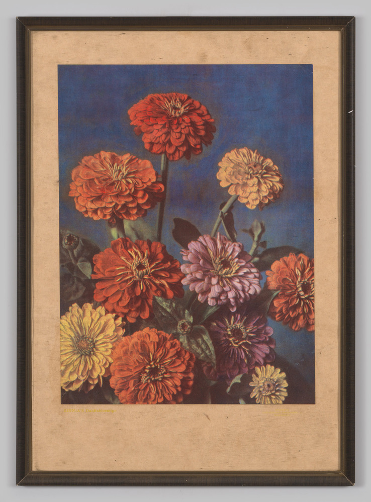 Kleurenreproductie met afbeelding van dahlia's, ingelijst