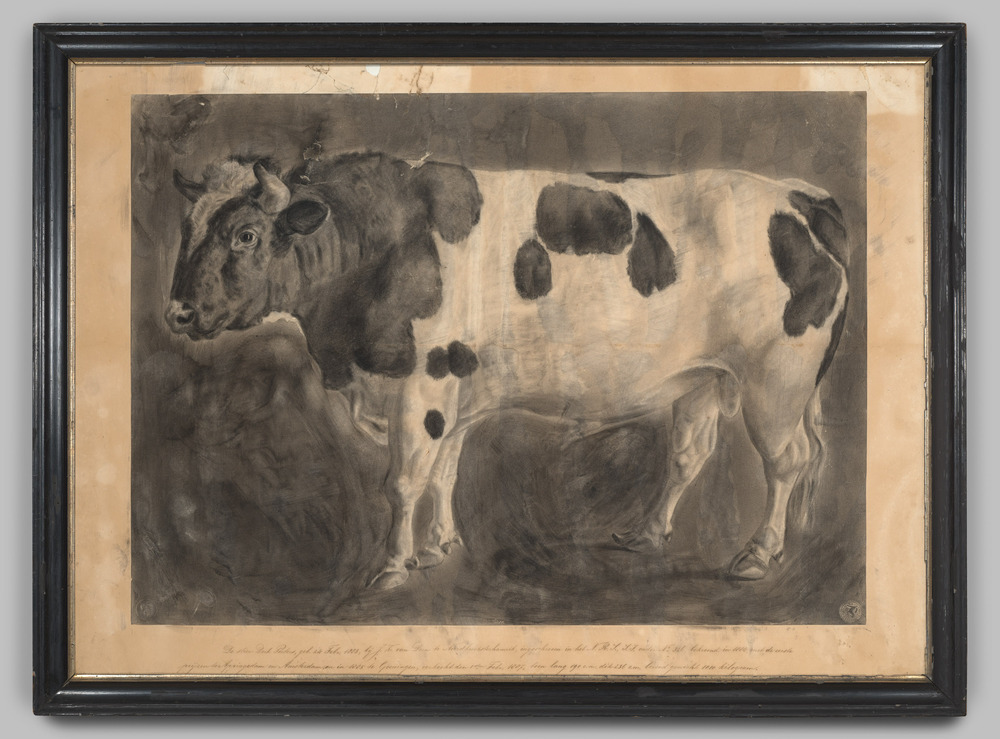 Tekening, ingelijst, achter glas, voorstellende een stier.