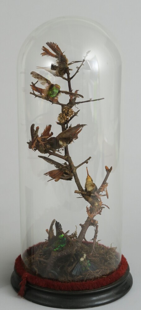 Glazen stolp met kolibries op een tak