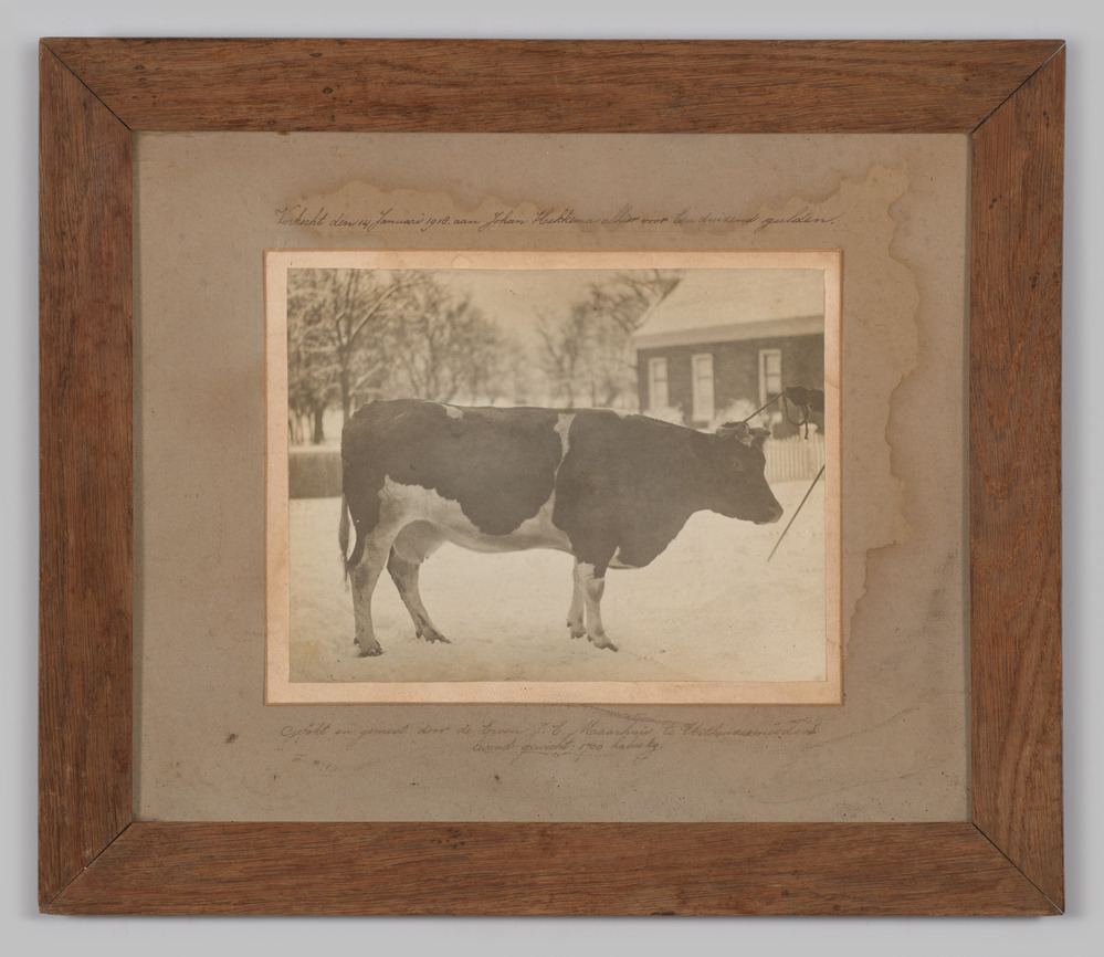 Foto van koe in de sneeuw, ingelijst