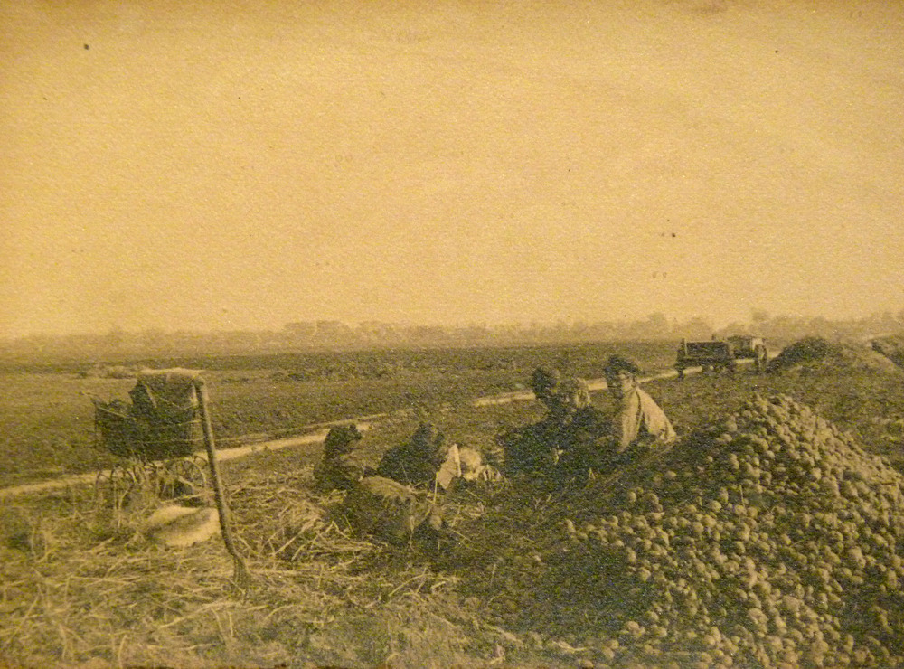 Aardappelrooien in de Veenkolonien ongeveer 1920.