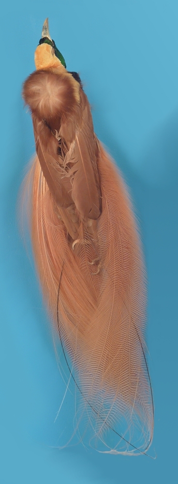 opgezette paradijsvogel