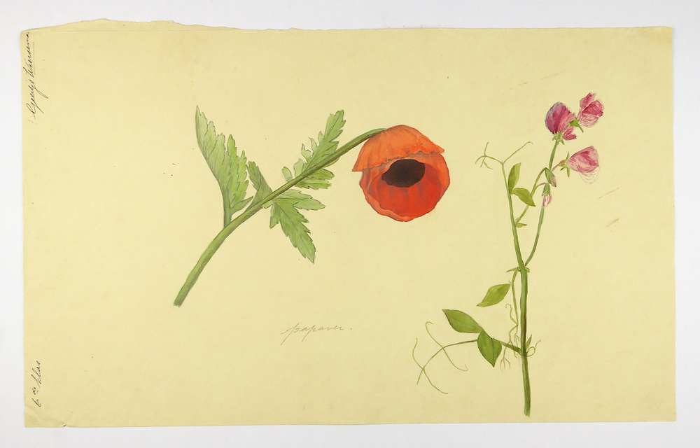 klaproos en roze bloem