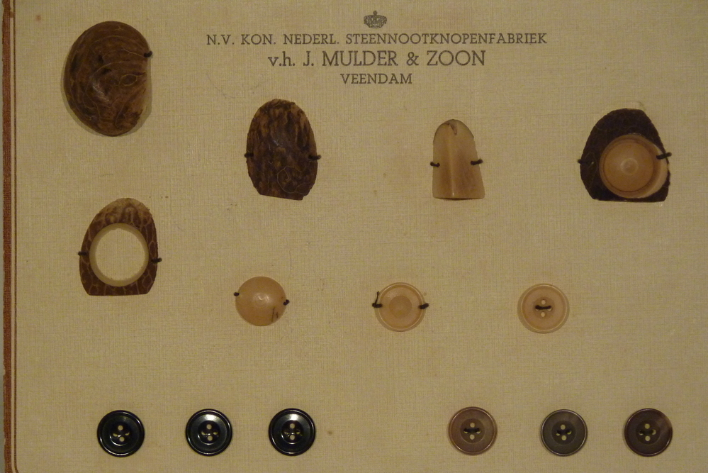 kartonnen monsterkaart van steennootknopenfabriek Mulder met daarop de verschillende stadia van steennoot tot uiteindelijk een steennootknoop