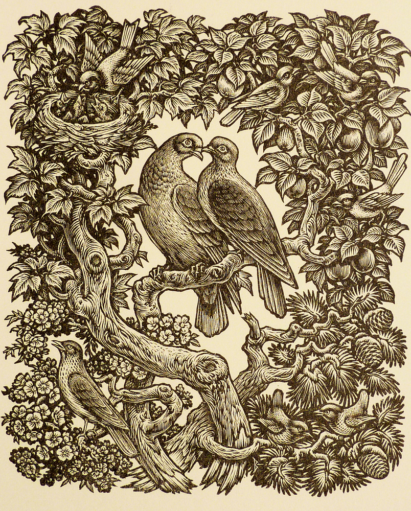 2 duiven op tak 4 jaargetijden rondom