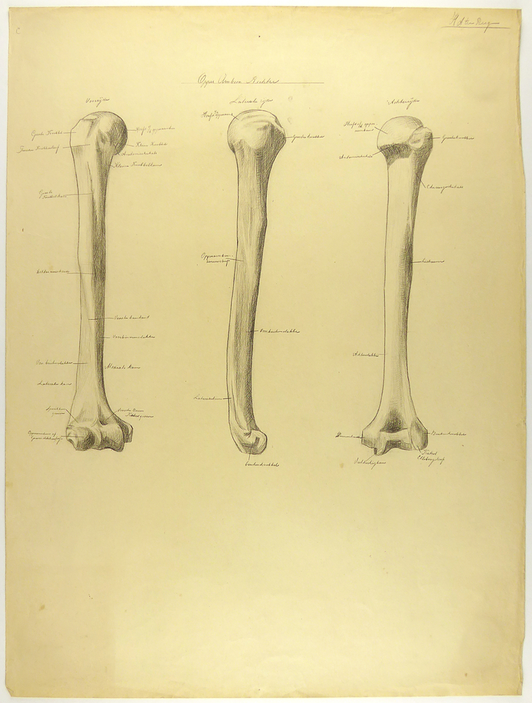 opper Armbeen rechter