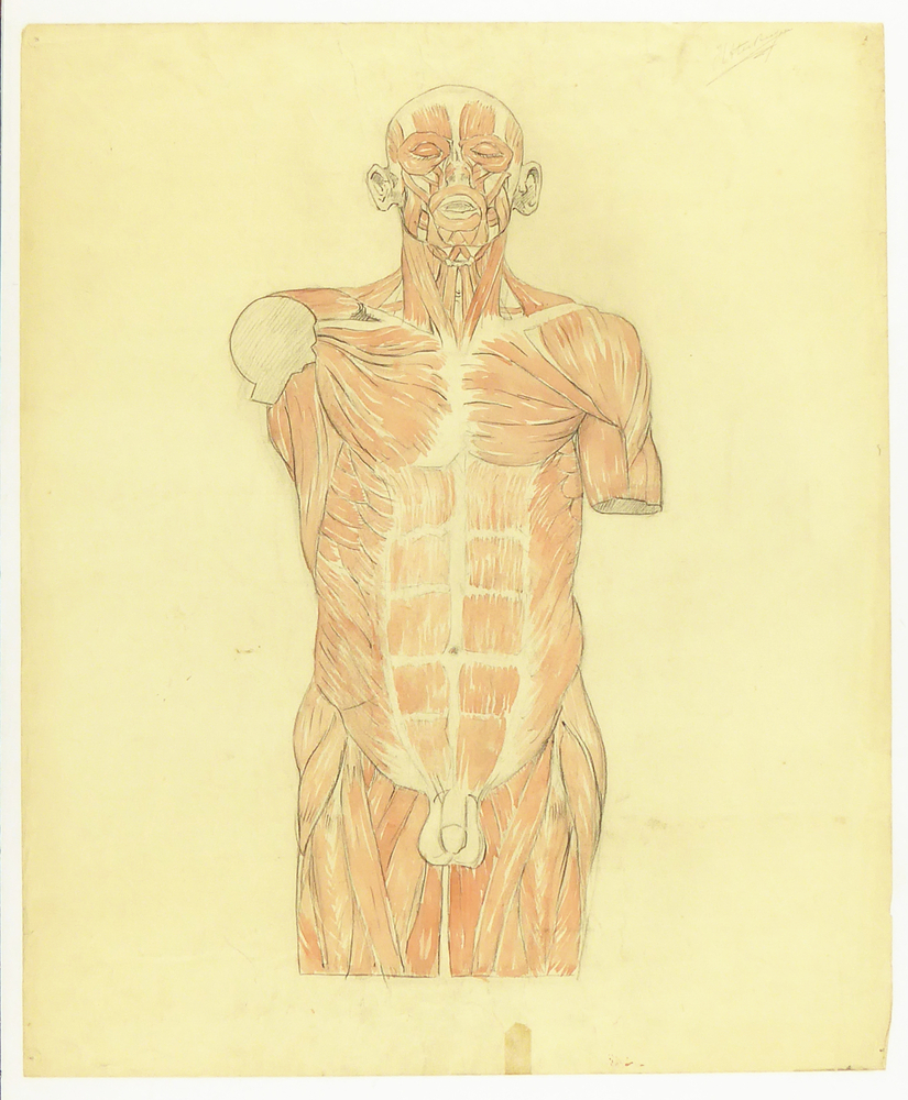 afbeelding van een mannenbuste, met de ligging der spieren, in gekleurd , aquarel