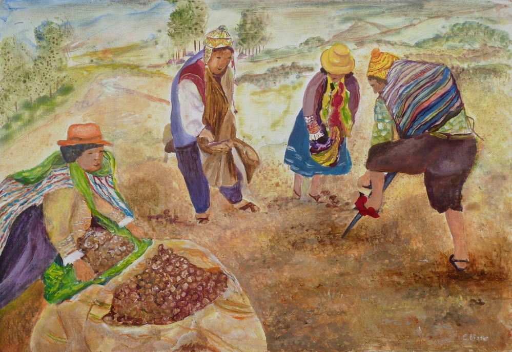 het rooien van wilde aardappelen in Mexico